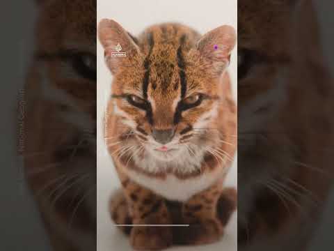 New cat species found, first in more than 100 years | AJ #shorts