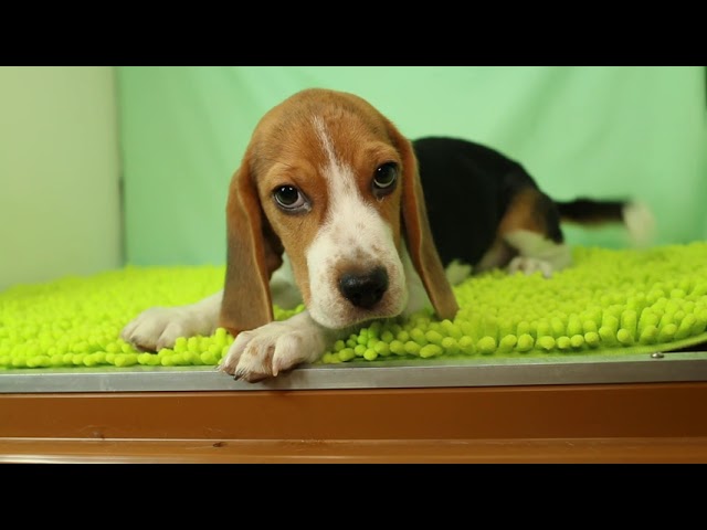 (子犬) 犬種:ビション・フリーゼ 男の子 ブリーダー マロニエケンネル MARRONNIER KENNEL k2941の画像