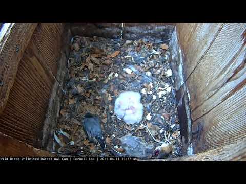 First Glimpse of Newly Hatched Owlet! April 11, 2021 WBU Barred Owl Cam | Cornell Lab