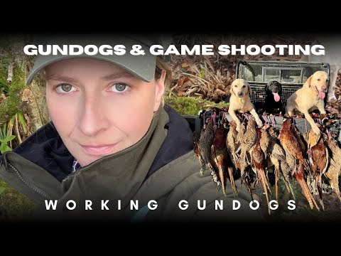 Amazing Working Gundogs on a Traditional English Shoot | Labrador Retrievers Picking Up