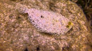 preview picture of video 'SCUBA diving, Roatan, Honduras, CoCo View Resort - Various fish 1'