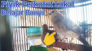 Download lagu Piyik Perkutut Lokal Belajar Bunyi Cocok Untuk Pancingan !! mp3