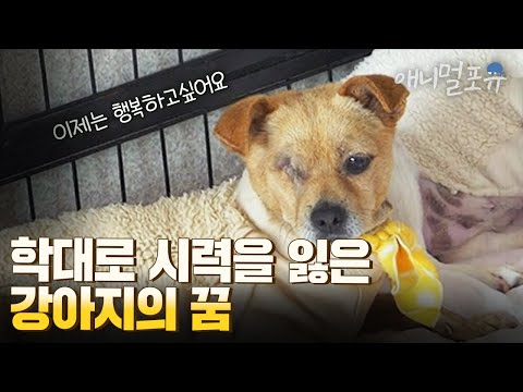 발길질에 채여 두 눈을 잃은 강아지, 과연 행복할 수 있을까? I KBS 다큐온 201225 방송