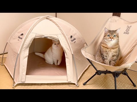 youtube-動物記事1970/01/01 09:00:00