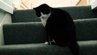 preview picture of video 'Davidsfarm Catnip Scares My Cat'