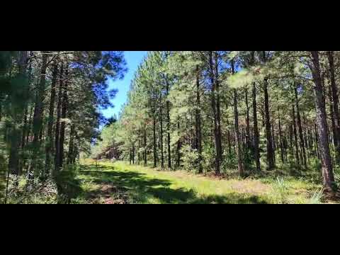 Campo de 2040 Hect Zona Cerro Cora - Misiones