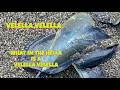 Velella Velella - What the Hella is a Velella Velella