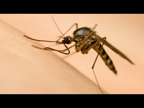 Mozi Q: Do natural mosquito repellents work? (CBC Marketplace)