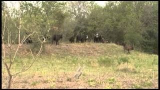 preview picture of video '77 Ranch - 2012 Region IV Environmental Stewardship Award Winner'