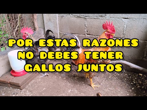 ¿Can you have 2 ROOSTERS in the same HEN COOP?