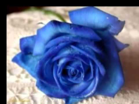 Trio Bimbo - Mawar Terbiru.  flv....Martayuda