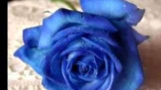 Download lagu Trio Bimbo - Mawar Terbiru.  flv....Martayuda mp3