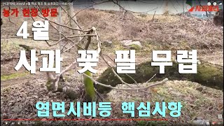 [사과재배] 4월 사과 꽃 필 무렵 / 핵심 사항은/ 엽면시비 외