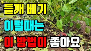 들깨 수확시기  시기를 놓치면 들기름양이 적어요. 알수있는4가지방법 꼭 확인하셔서 베세요