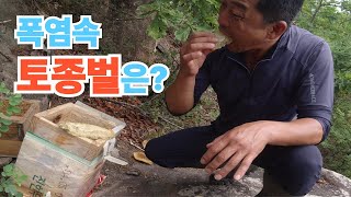 폭염속 토종벌은?