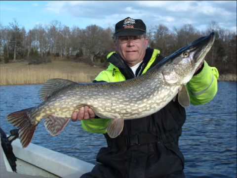 download lagu mp3 mp4 Big Fish Sweden, download lagu Big Fish Sweden gratis, unduh video klip Big Fish Sweden