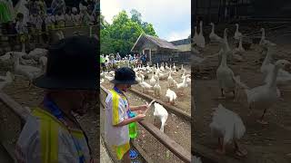 Download lagu Potong Bebek Angsa #shorts mp3 Download lagu Potong Bebek Angsa #shorts mp3