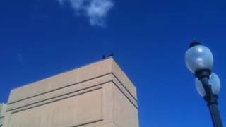 Ravens in Mountain View