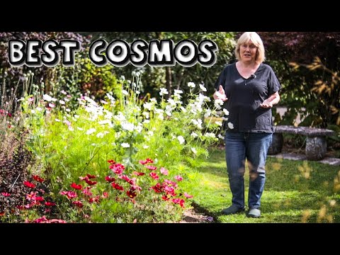 Best Cosmos || My Results on 6 Varieties