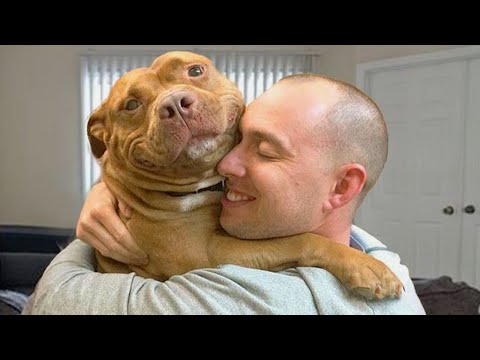 I’ll never look at Pitbulls the same again - FUNNIEST DOGS Video 2025 🐶