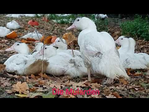 , title : 'Die Mularden #Ente #Duck #Mulard #Pekingente #Weihnachtsbraten'