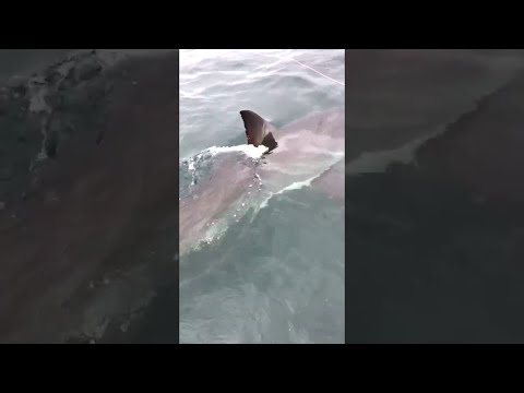 This Great White Shark Comes Awfully Close To This Fishing Boat