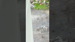 Download lagu Oh my gosh, floods and rain mp3