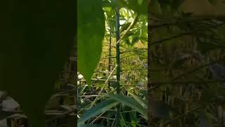 Download lagu pemandangan sawah sore hari #sawah #stories/#sad mp3 Download lagu pemandangan sawah sore hari #sawah #stories/#sad mp3