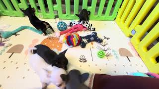 Video preview image #10 Chihuahua Puppy For Sale in CHARLESTON, AR, USA