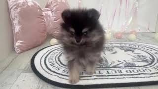 ポメラニアンの動画01