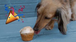 STELLA'S 2nd BIRTHDAY
