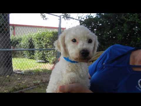 French Fry, an adopted Poodle in Houston, TX_image-1