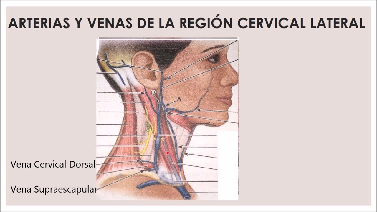REGIÓN CERVICAL LATERAL