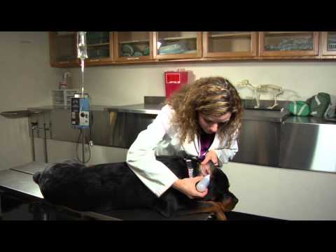 How to Keep a Dog From Getting Ear Infections : Dog's Health