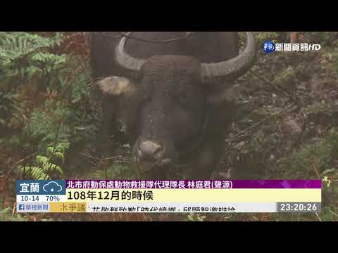 擎天崗牛大量死亡 陽管處遭罰7萬5