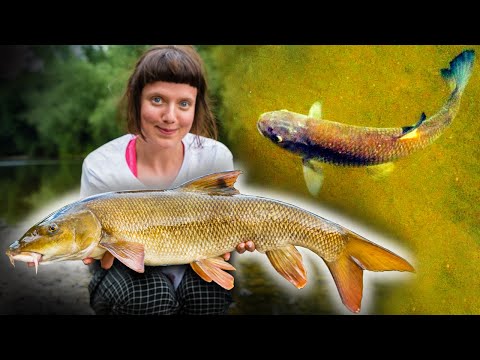 River Fishing - BIG FISH on the SURFACE!