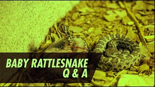 Baby Rattlesnake Season Question and Answers