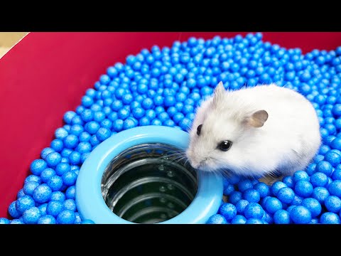 Fun Maze with Hamster Pool - Rainbow Pyramid Maze
