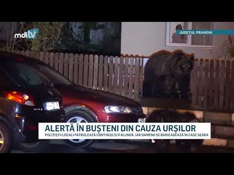 ALERTA IN BUSTENI DIN CAUZA URSILOR   YOUTUBE