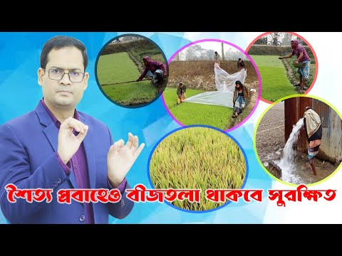 তীব্র শীতে/ঠান্ডা/শৈত্য প্রবাহে বোরো বীজতলার বিশেষ যত্ন