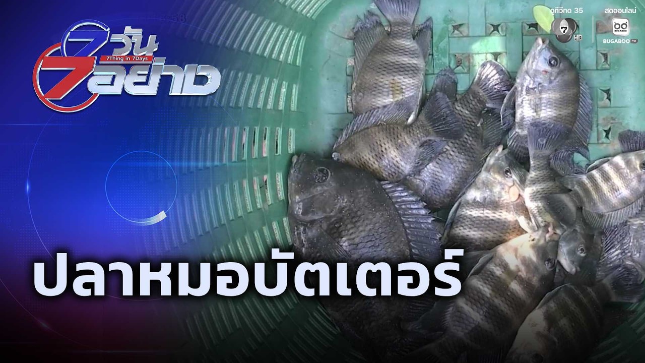 ปลาหมอบัตเตอร์ | 7 วัน 7 อย่าง