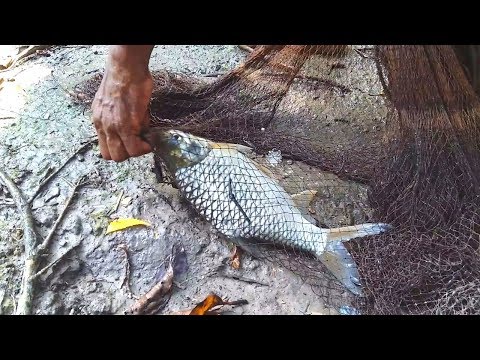 Here is The Big Catch & You Don't Believe That How Many Fishes Catch by Cast Net in a Village Pond