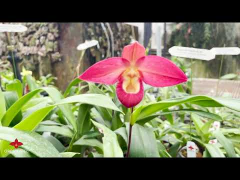 OrchidWeb - Blooming Phragmipedium benches (October 2022)