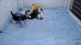 Looney Tunes Kittens - Sylvester and the scary noise