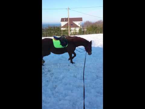 Fabia enne trenni kordel (13.03.2016)