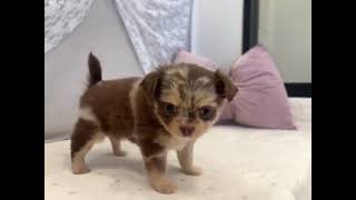 チワワ(ロング)の動画01