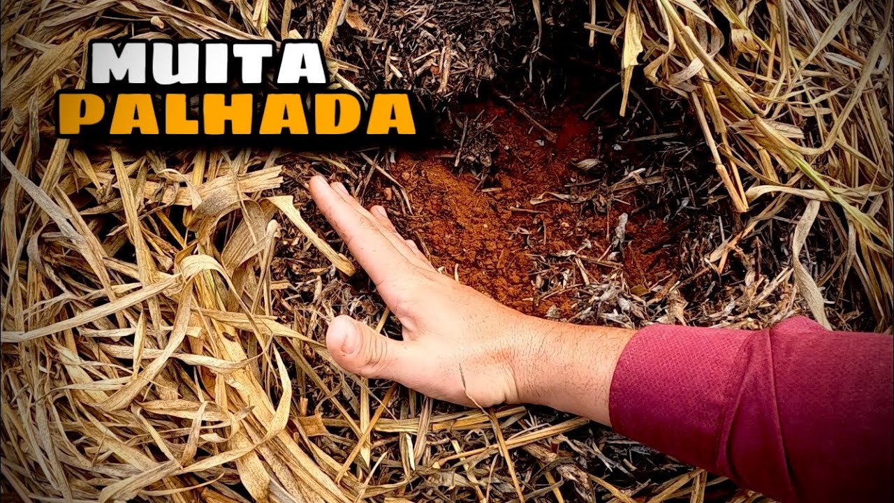 Fomos ver um plantio feito na palhada de brachiaria Ruziziensis