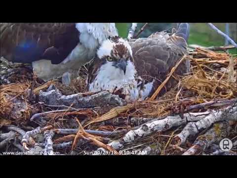 Days At Dunrovin Osprey Cam ~ Hal Views 3rd Egg, 1st Time, and Insists On Trying Them All Out, April