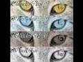 Warrior Cats - We are One 