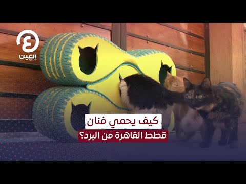 كيف يحمي فنان قطط القاهرة من البرد؟